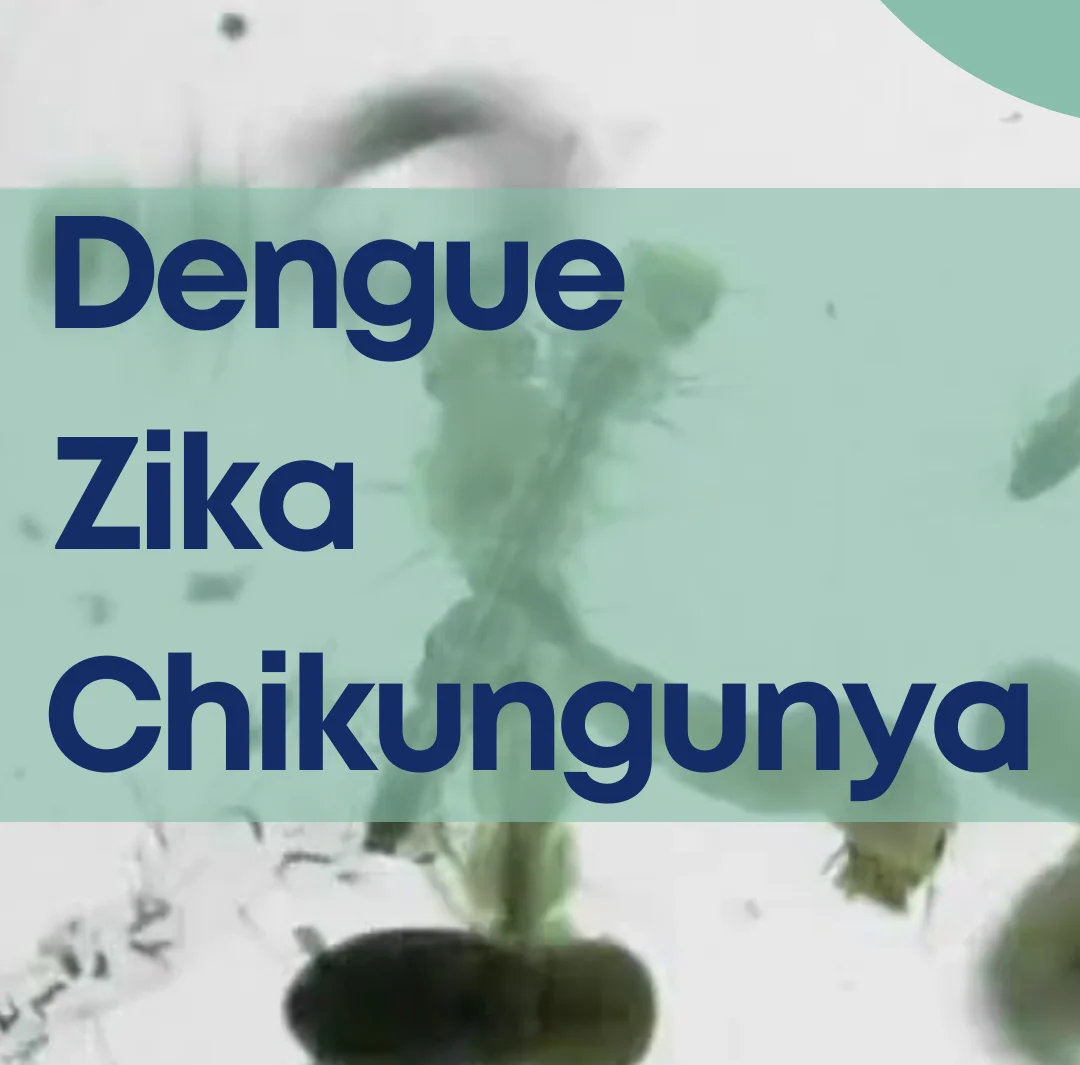 Desvendando as Diferenças nos Sintomas: Dengue, Zika e Chikungunya
